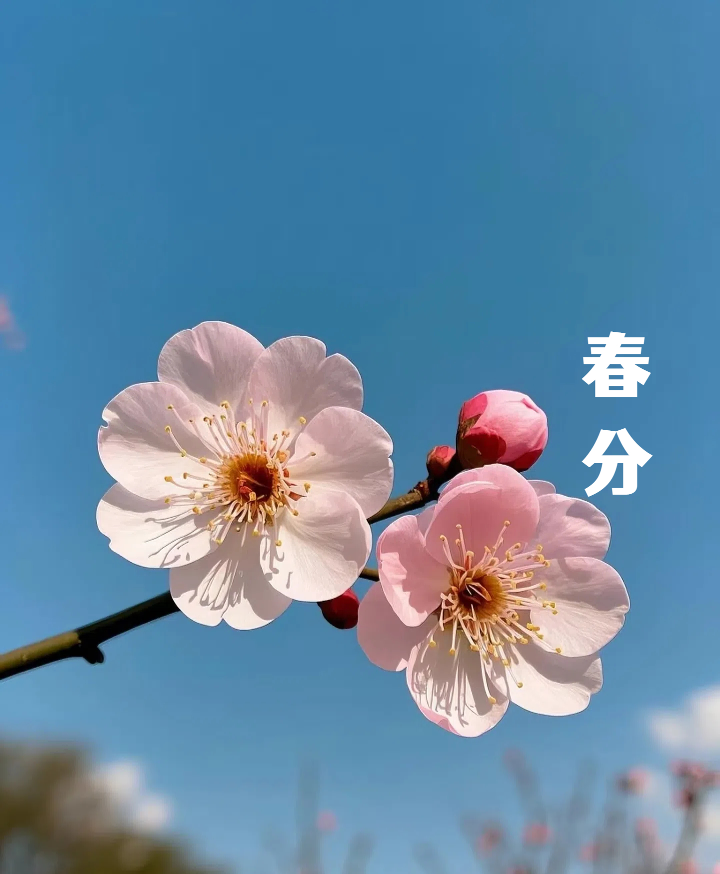 春分||花間一壺酒，莫負(fù)好時光